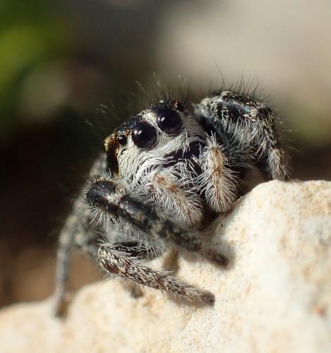 Pellenes sp.